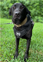 A K9 Detection Dog